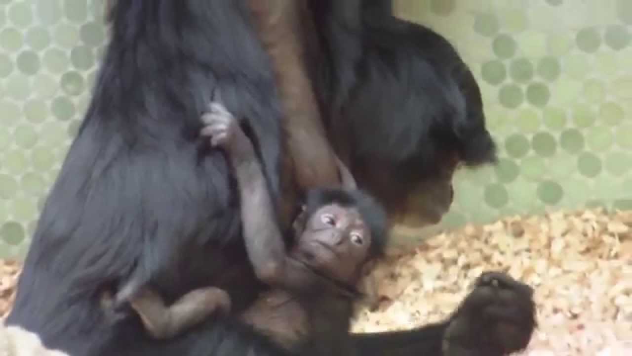 Siamang Baby - Silver Gibbon - Orangutans - Kattas - Lemur - Squirrel Monkey - Munich Zoo