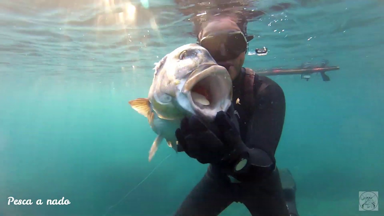Pesca Submarina Dent&oacute;n Enorme 7,5kg #49