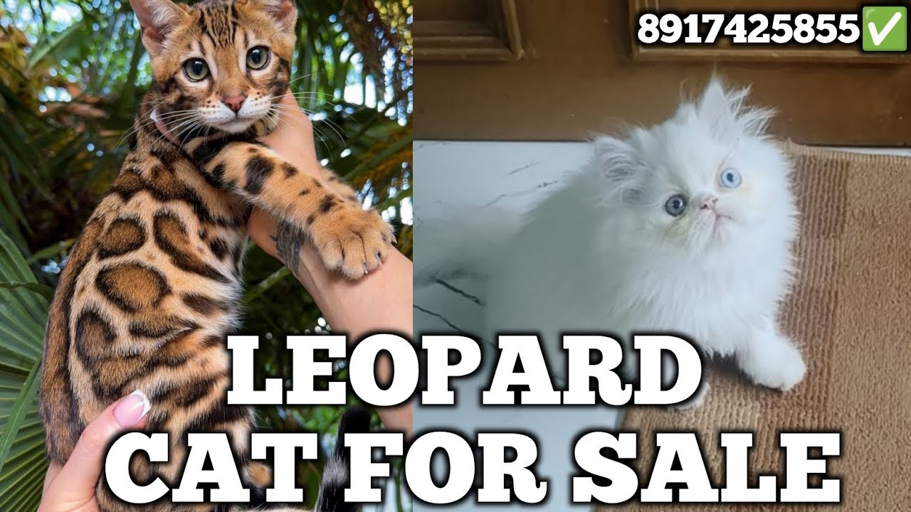 Saste me exotic cat sale |Persian cat|siamese cat|Bengal cat|for sale cat 8917425855✅+91 81443 80366