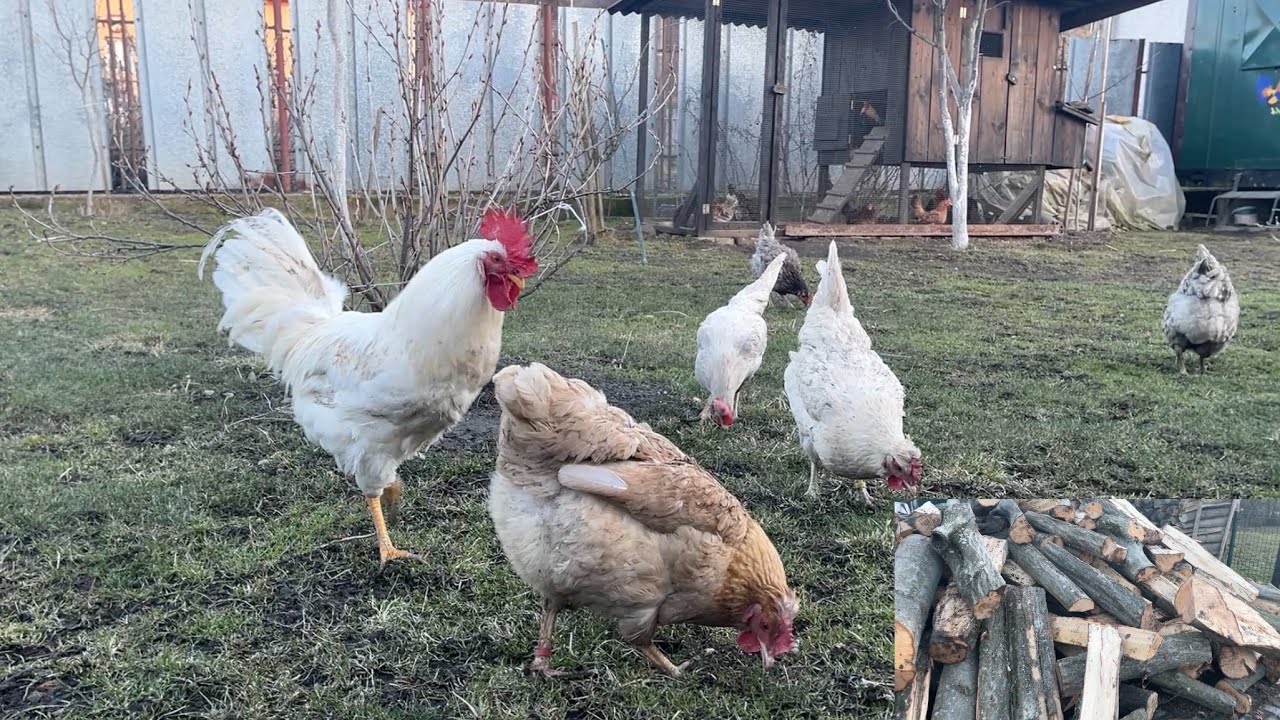 Hens-VLOGS :1249🐓