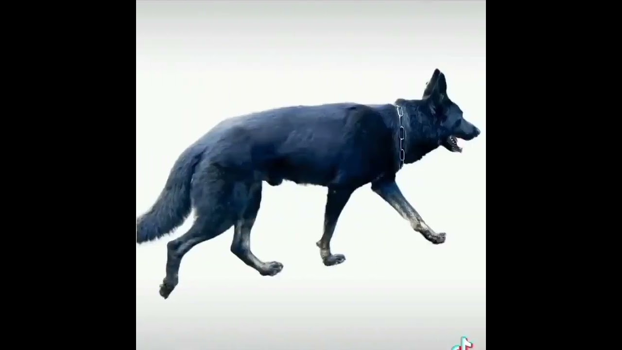 German Shepherd Dog MISSING