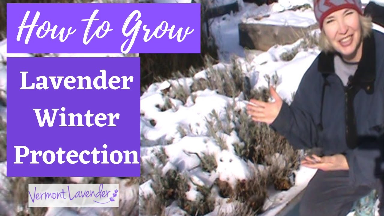 Growing Lavender | Winter Protection | Cold Climate | Vermont Lavender | VLOG