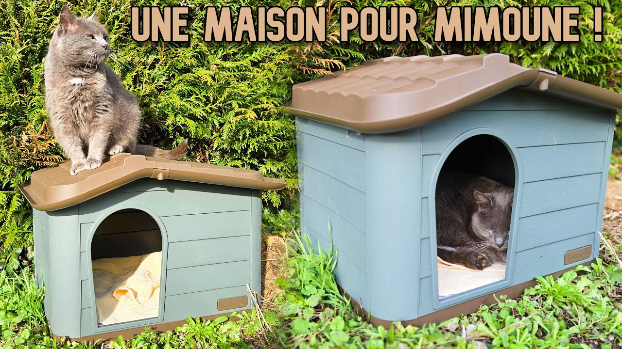 J’offre une Maison à Mimoune le Chat Errant ! 🐱🏠