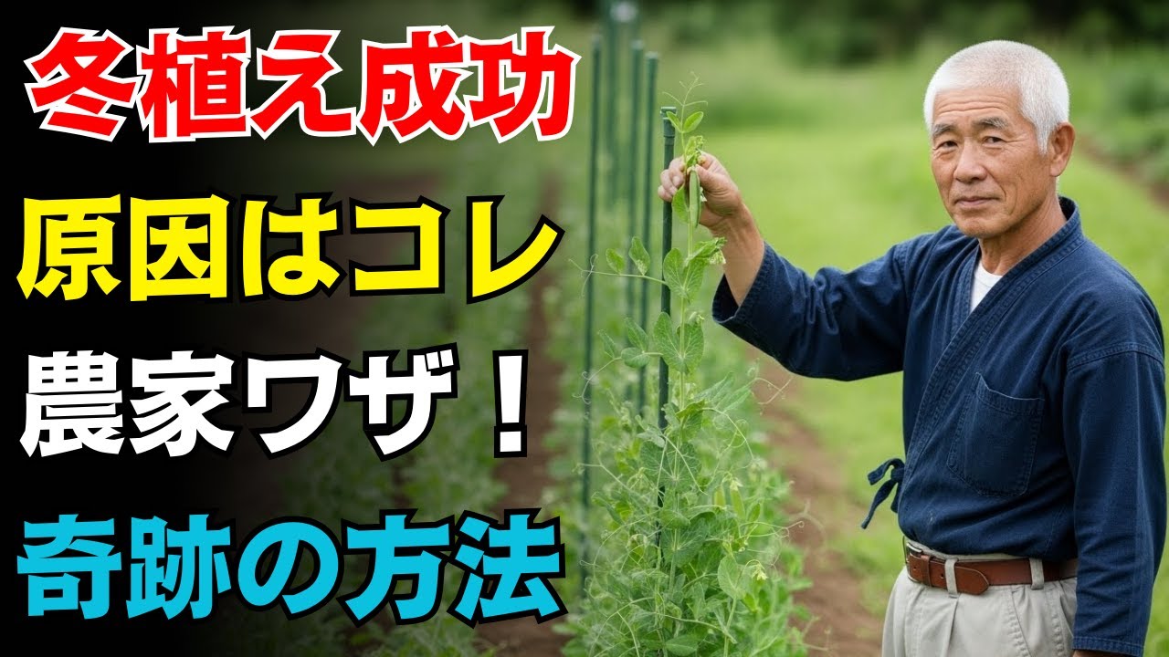 【９９％の家庭菜園が知らない】スナップエンドウが冬に弱る本当の原因と、奇跡の植え付けで元気に冬越しさせる方法【農家直伝｜今すぐできる】スナップエンドウ・冬越し・家庭菜園