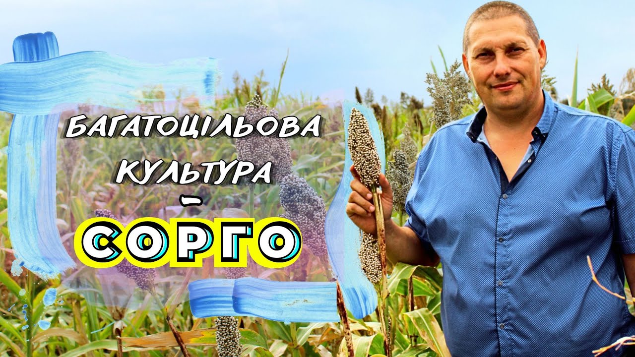 🌾 СОРГО. ВИДИ ТА ВИКОРИСТАННЯ 🌾