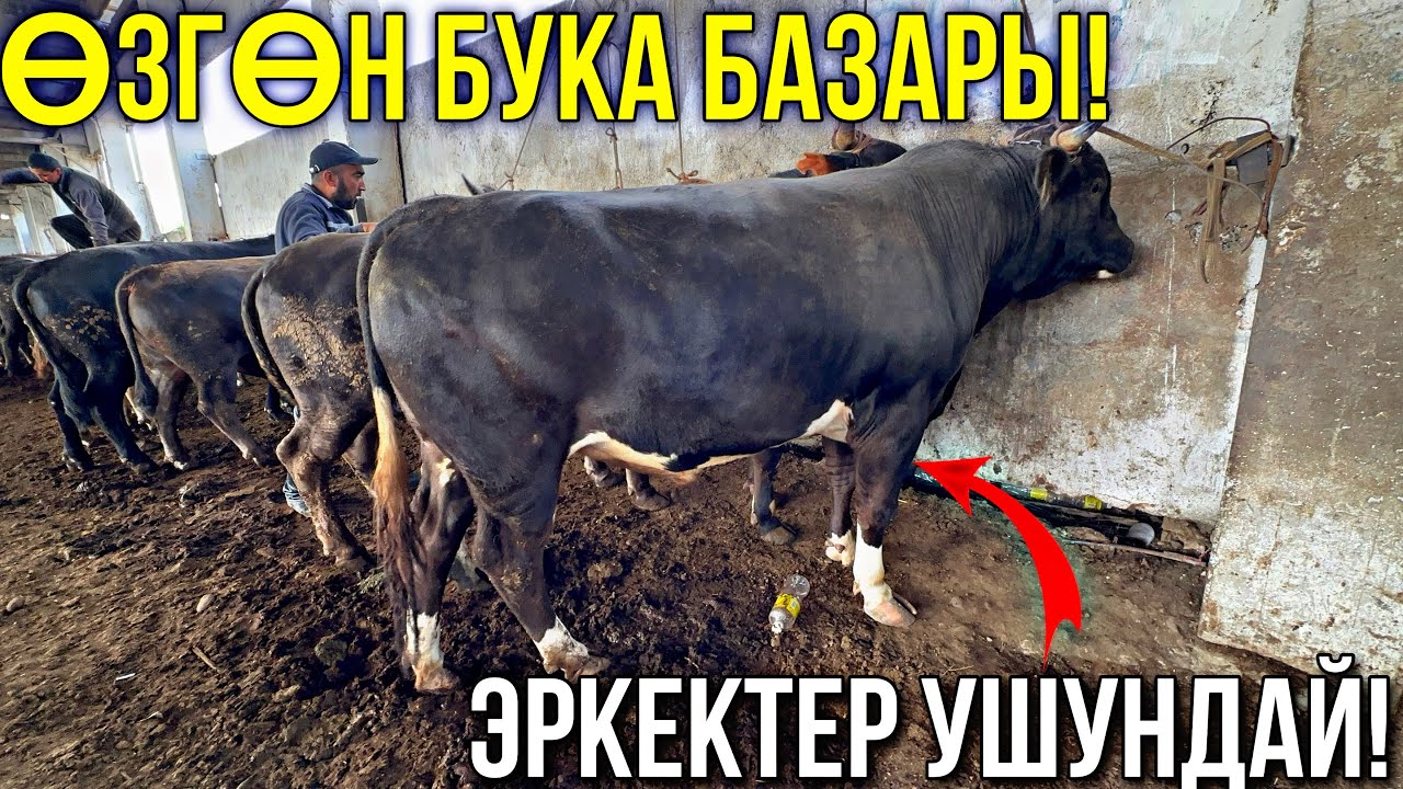 ЭРКЕК ТОРПОК БУКА БААЛАРЫ УШУНДАЙ 🤯 #байтв