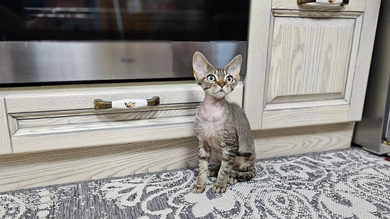 Наши малыши котята девон - рекс, открыта бронь🤗