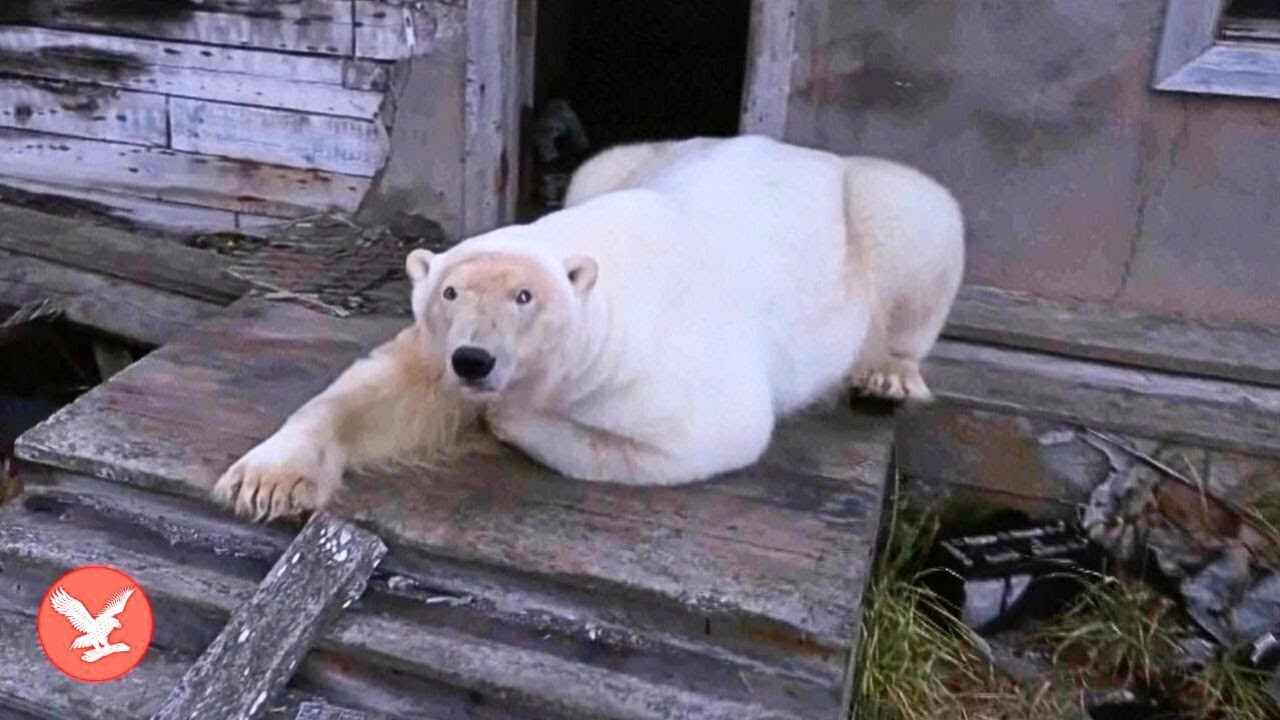 Polar bears take over abandoned Soviet research station