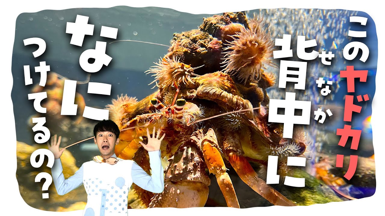 ハウルの動く城みたいなヤドカリがいた@スマートアクアリウム静岡【🐟011】