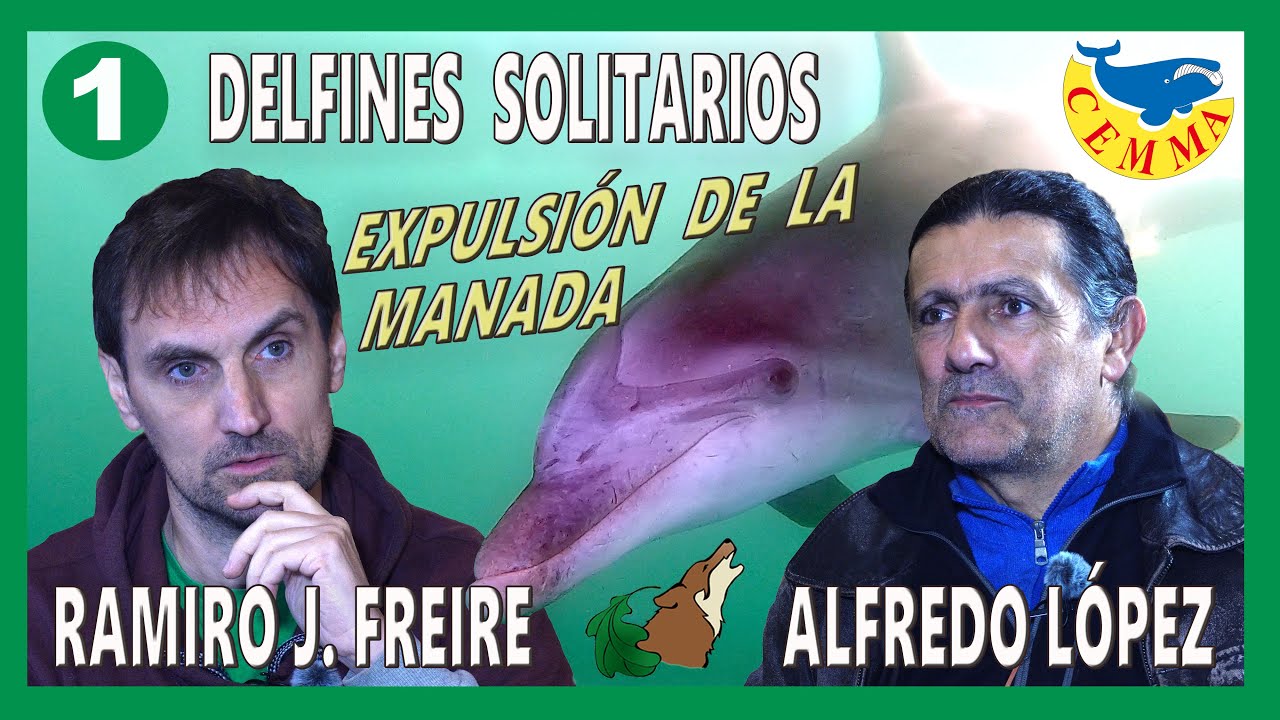 1.- Delfines solitarios - Expulsión de la manada - CEMMA.