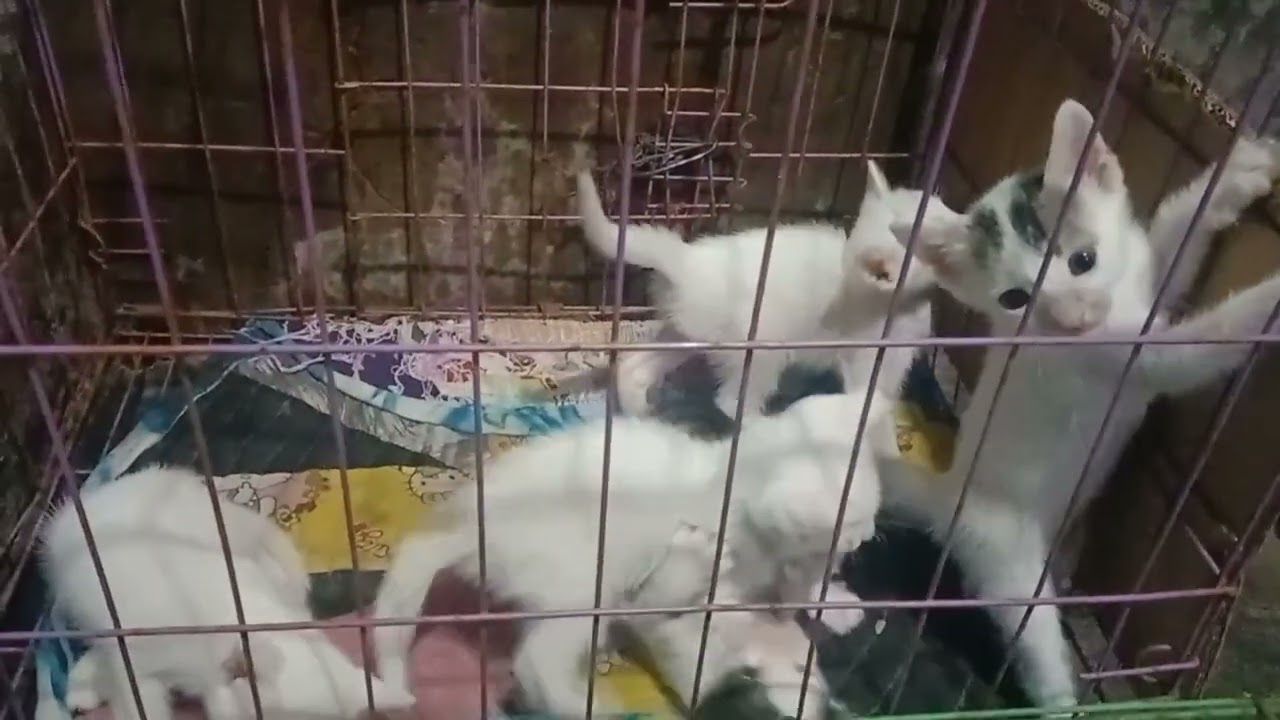 5 little kittens #cute #kittens