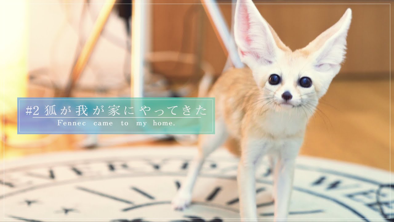 世界一可愛いフェネックを観察してみた！/Observed cutest fennec fox.