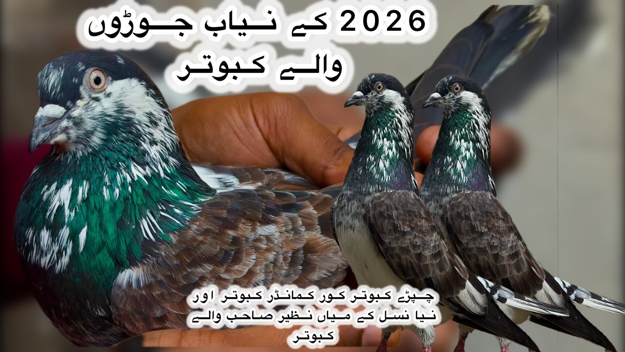 Ustad walay chaprde kabooter + core commander + sadhna + tasver walay + teddy ring dar ankhon ky