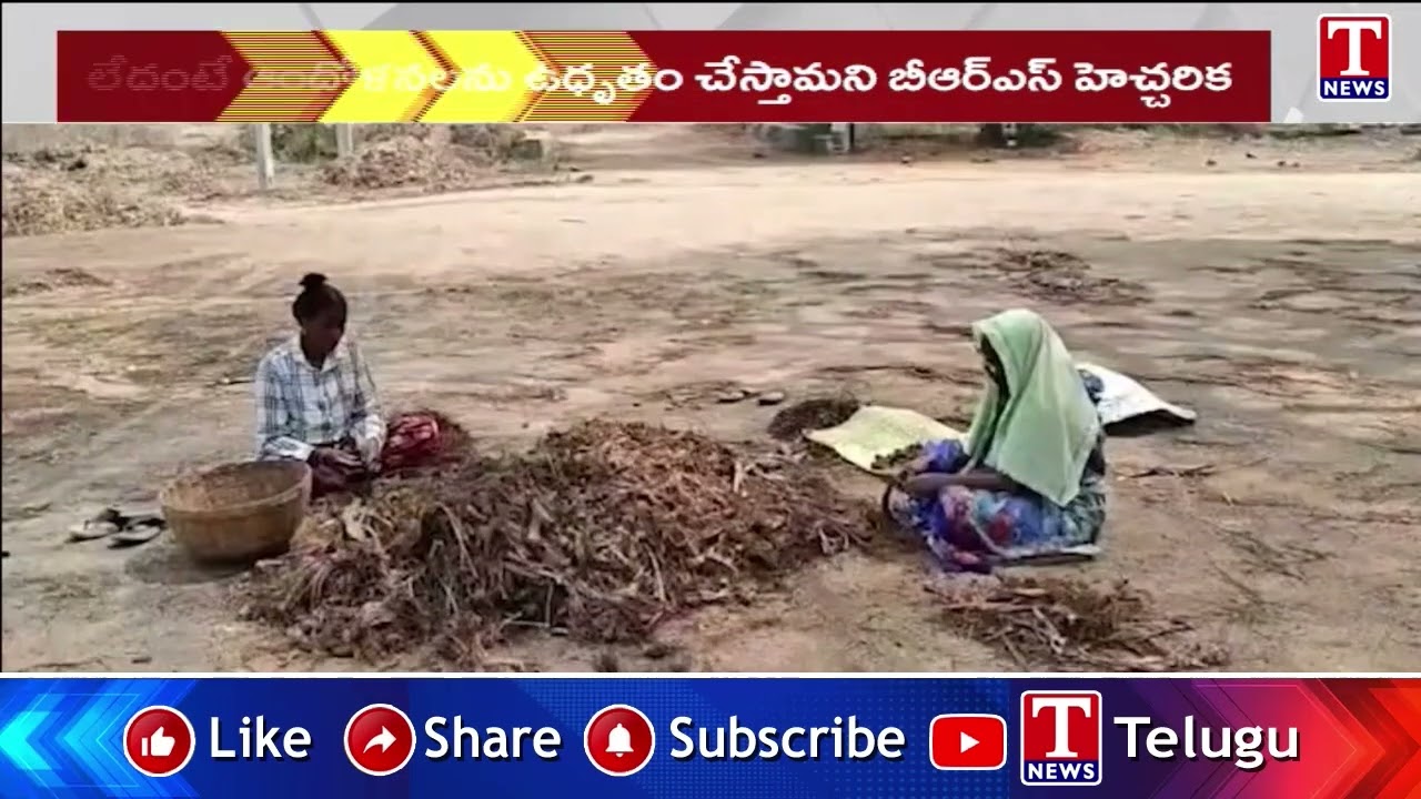 Unseasonal Rain Damage Crops In Jagtial | T News