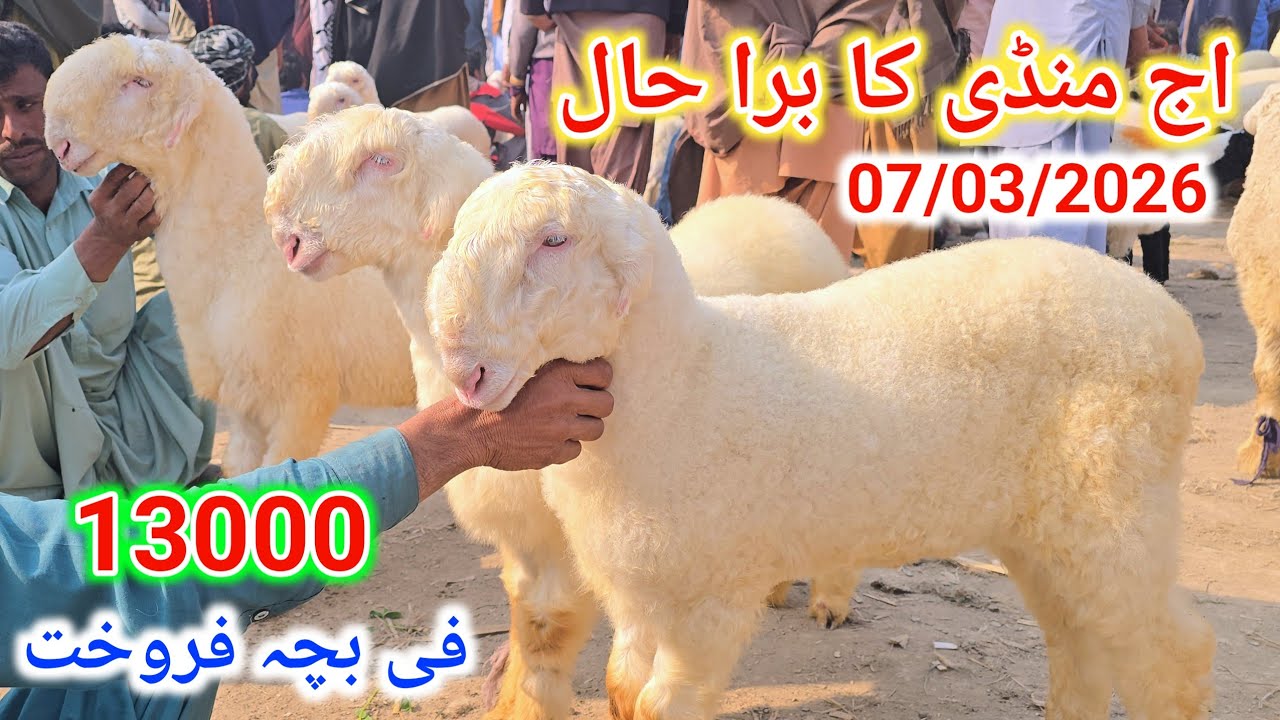 7March 2026 ڈیرہ منڈی بپاری نہ ہونے کی وجہ سے ڈب گئی مندرا مارکیٹ کا جائزہ لیں حقیقت پر مبنی معلومات