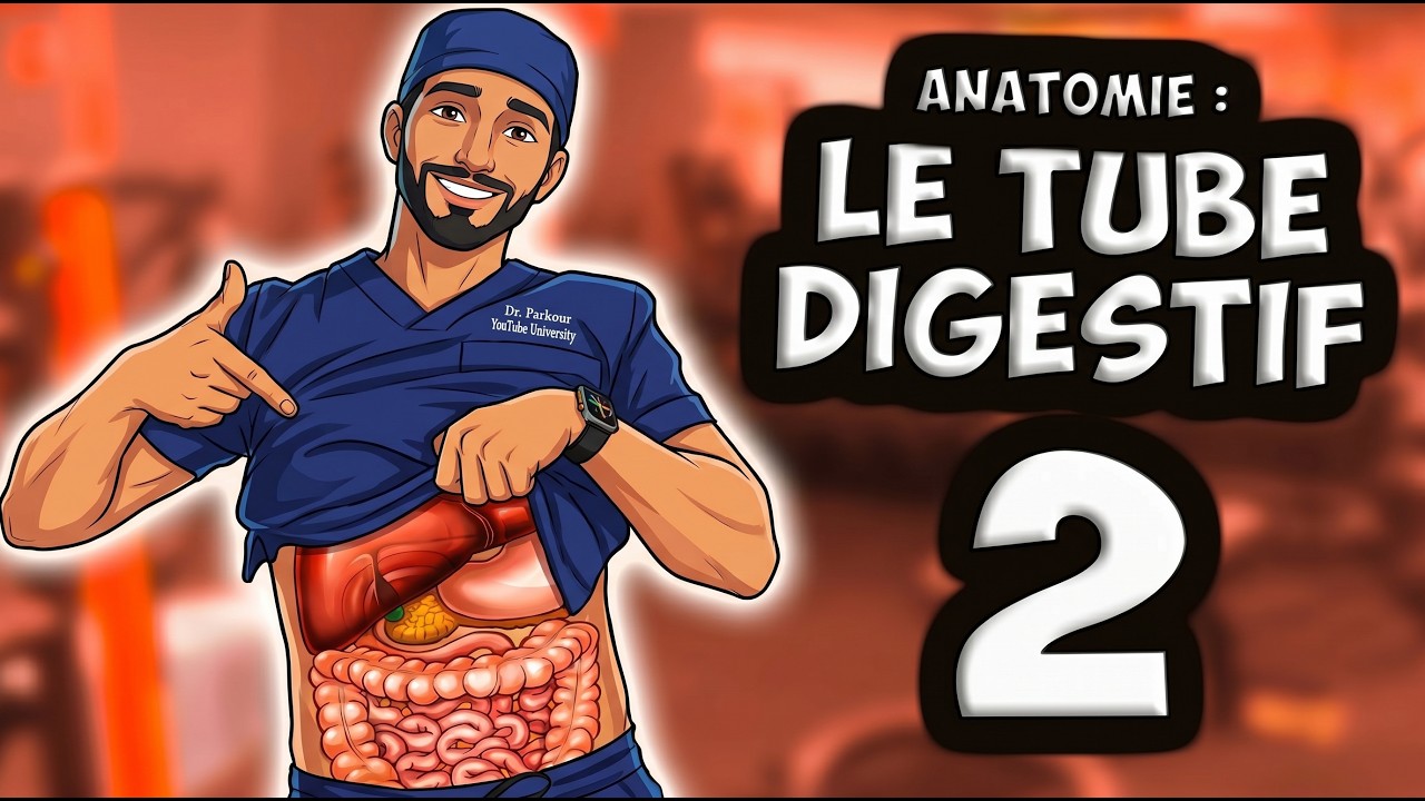 ANATOMIE : FOIE, PANCRÉAS et VASCULARISATION 🥩
