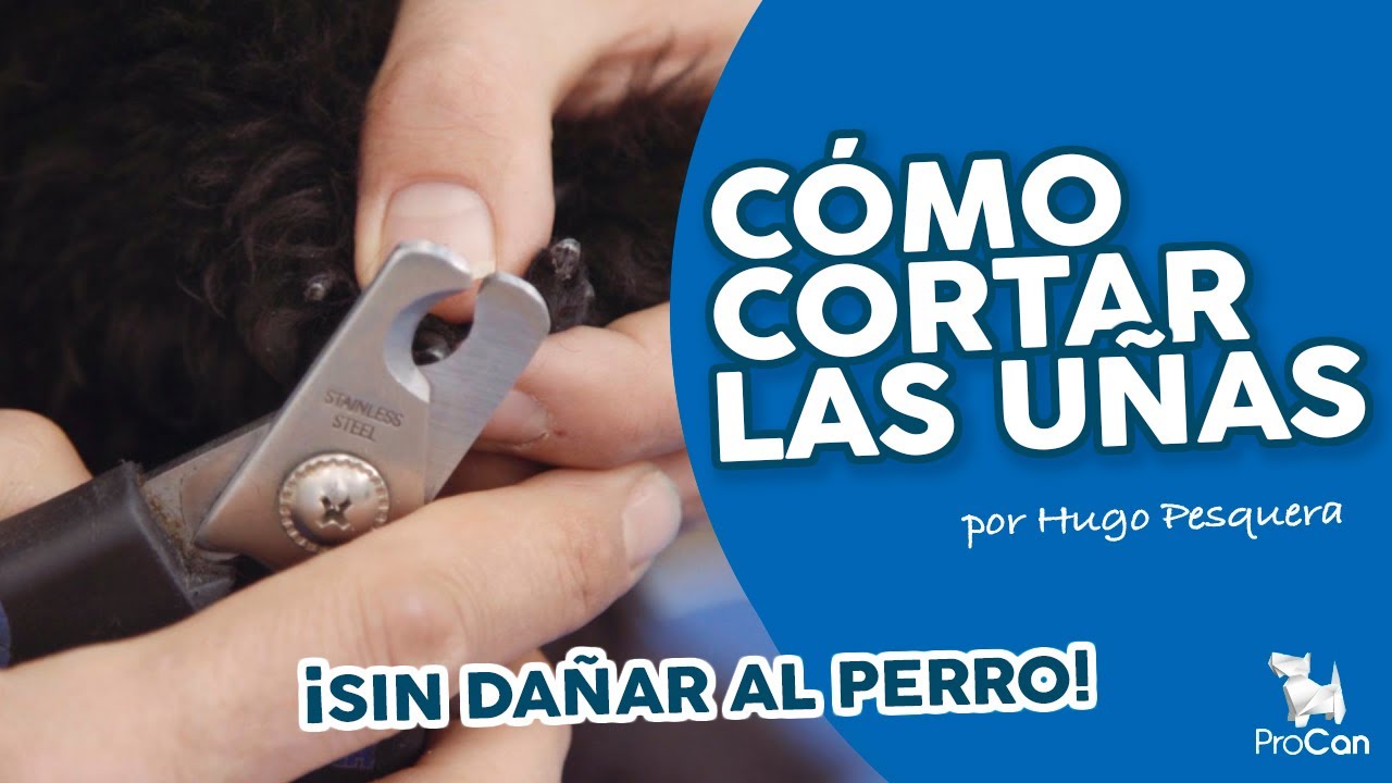 ¡MI PERRO NO SE DEJA CORTAR LAS UÑAS! 💅🏻 COMO CORTAR LAS UÑAS 💅🏻 DEL PERRO de forma SEGURA