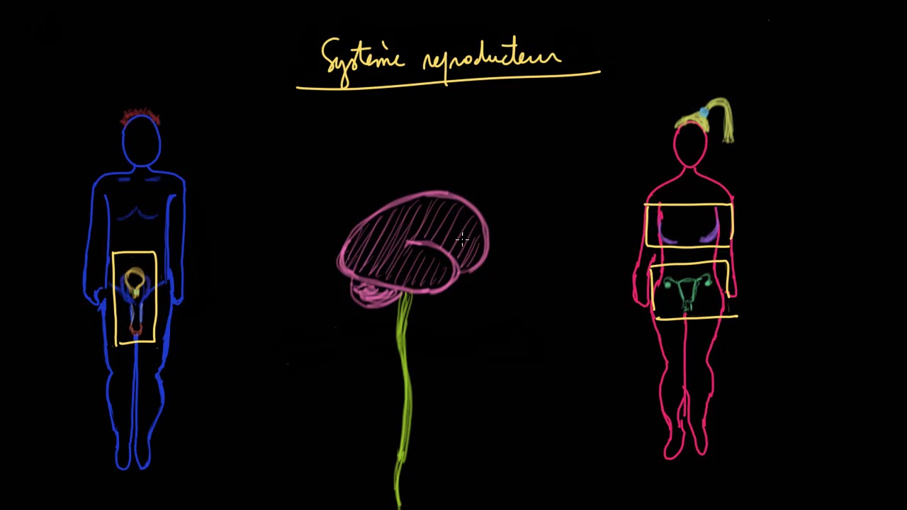 Le système reproducteur