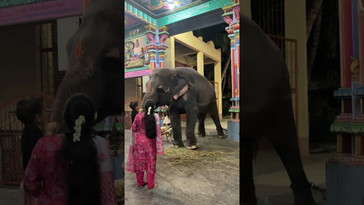 Arulmigu Sri Oppiliappan Temple | Meet this cutest elephant 