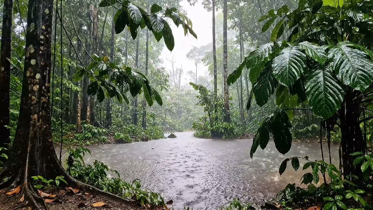 Endless Monsoon Rain Deep Within the Ancient Borneo Rainforest | Rain ASMR 8 hours.