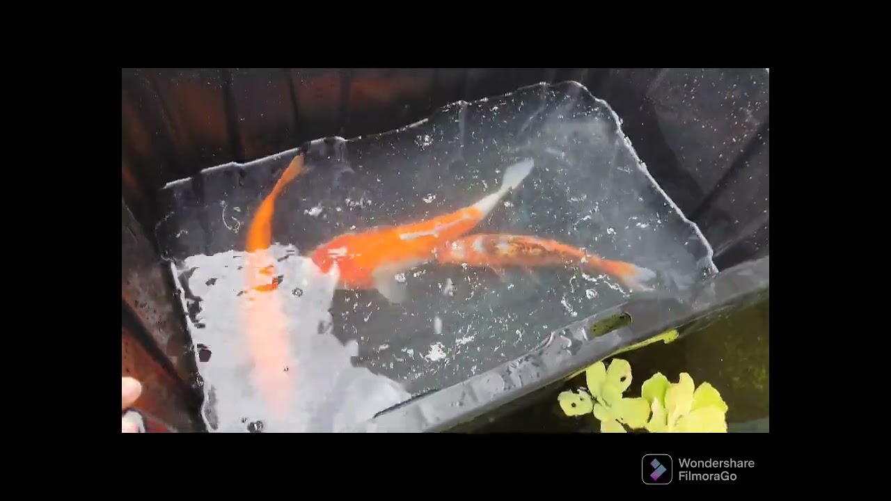 Baños de sal para el koi. Para que sirve?