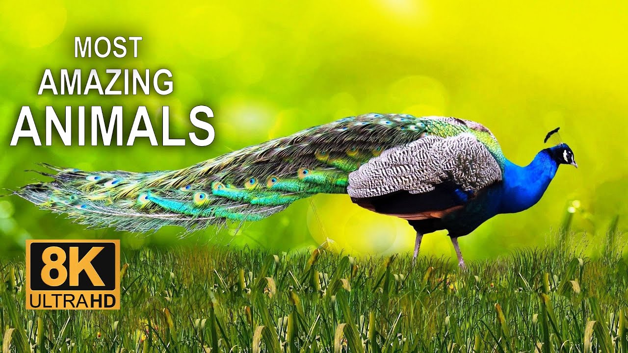 The World's Most Colorful and Beautiful Animals in 8K ULTRA HD / Nature Relaxation