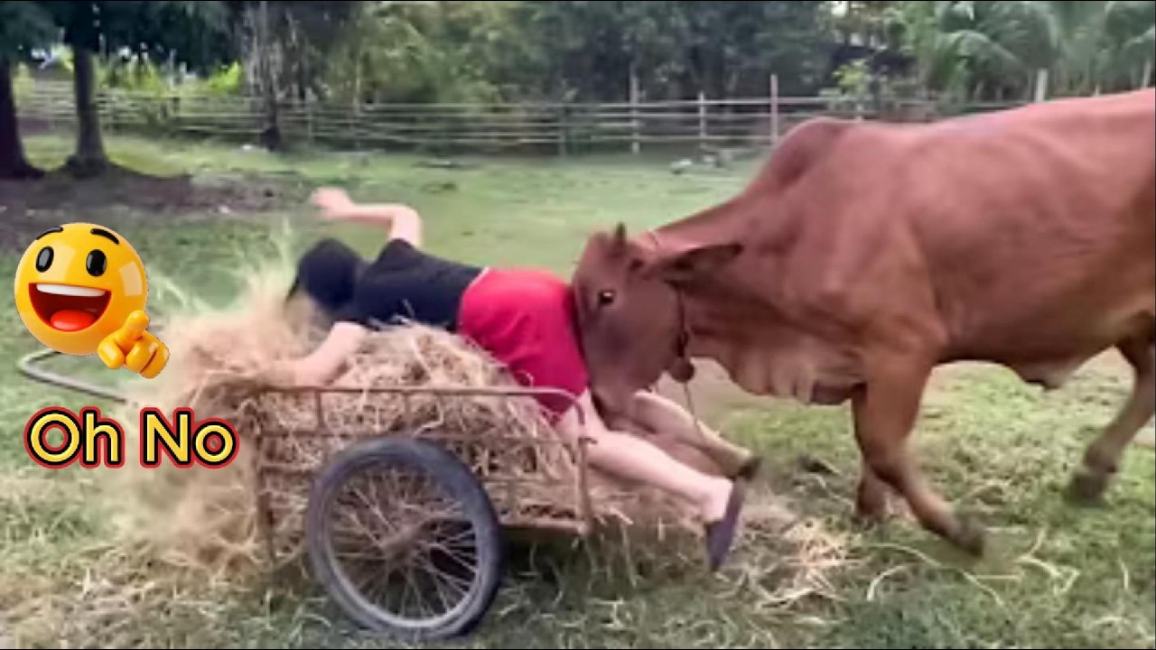 Try Not To Laugh 😂 Funny  Moments You Can&rsquo;t Handle / memes 😂 , Wacth Laugh #18