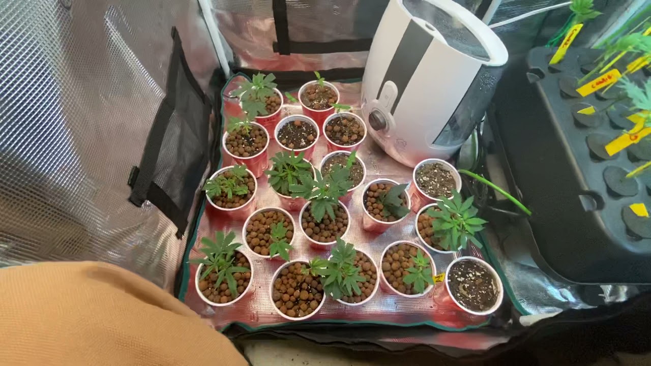 @MarsHydro_official  2in1 clone tent TS-1000 led light
