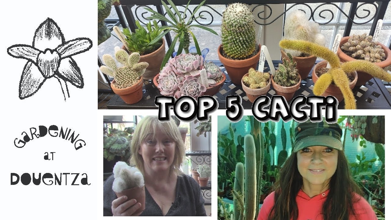Top 5 Cacti || Collab with @desertplantsofavalon