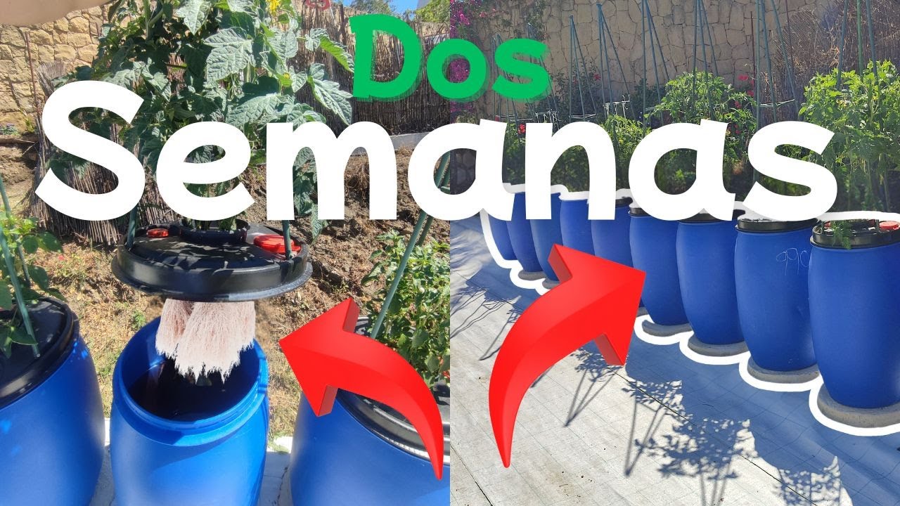 2 Semanas con el M&eacute;todo Kratky: Cultivo Hidrop&oacute;nico en Bidones de 120L (Tomates y Pimientos)