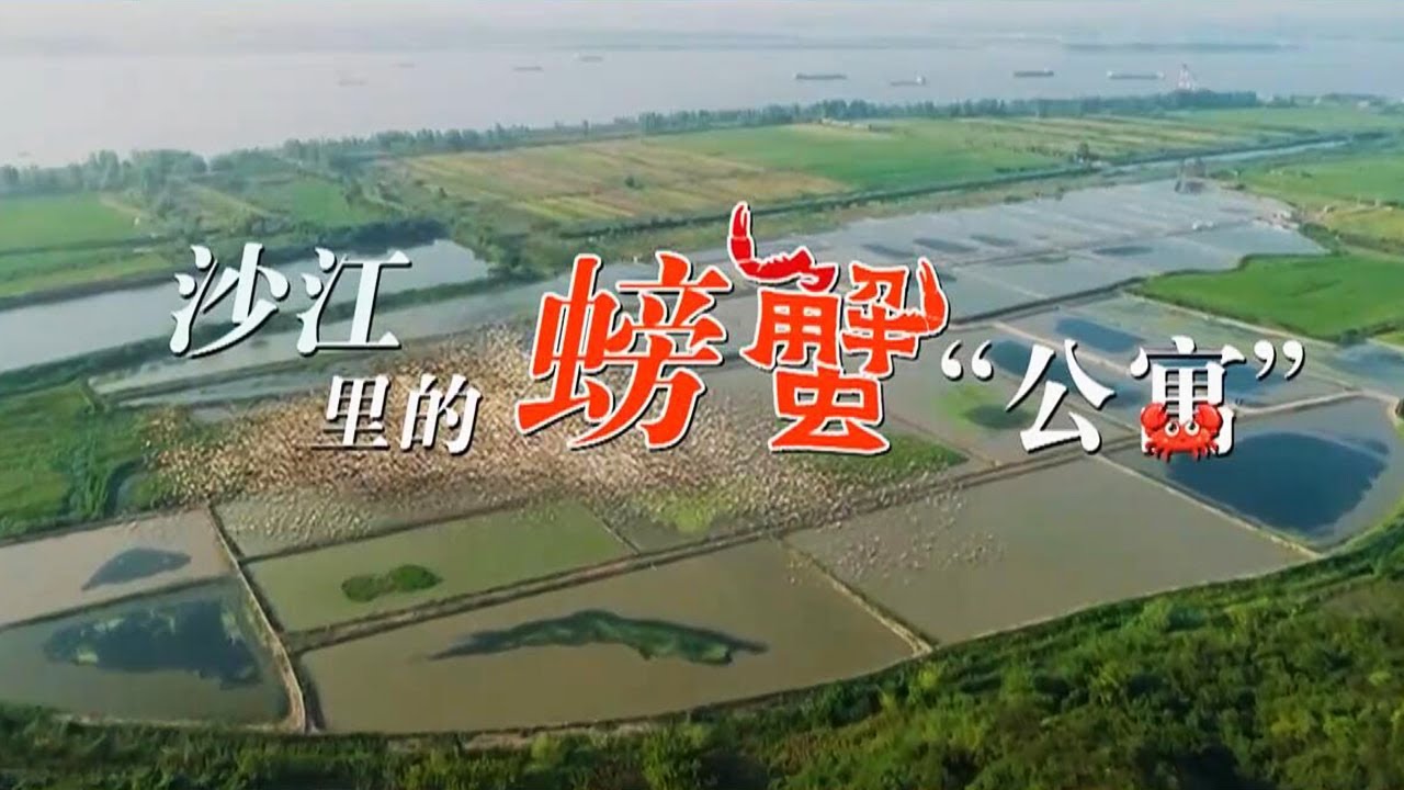 在沙江里给大闸蟹盖“公寓”？种植水花生帮助螃蟹成长？多个创新养蟹模式来袭，看科学养殖如何带来巨大收益！|「智慧农业新时代」| 农业致富经