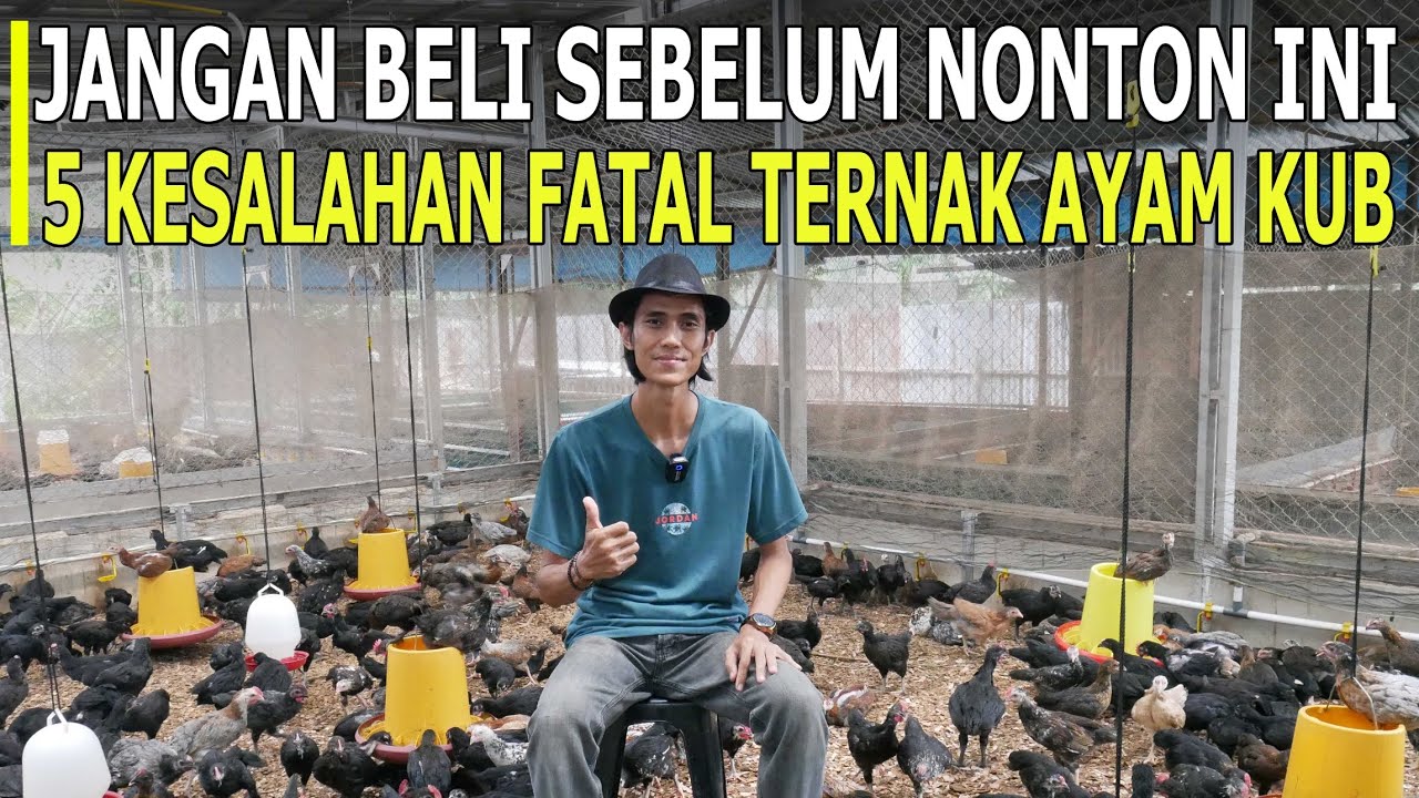 STOP! 5 Kesalahan Fatal Pemula Ternak Ayam KUB yang Bikin Rugi 