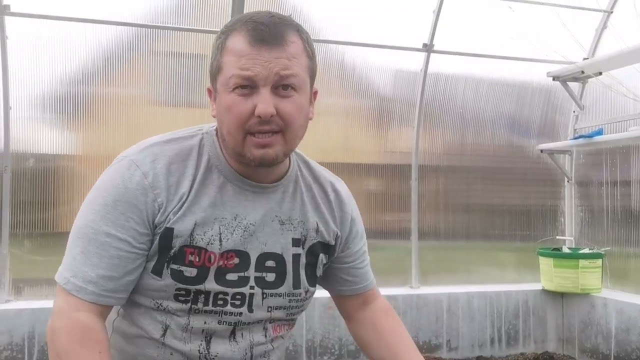 🌱 Jak vypěstovat silné sazenice rajčat a paprik ve sklepě bez oken! 🌱