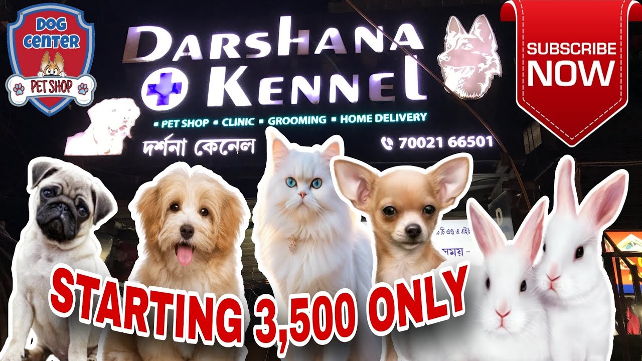 ইয়াত কুকুৰ,মেকুৰী,চৰাই অতি কম মুল্যত পাব/START 3,500/DARSHANA KENNEL 🐕 🐈 😻