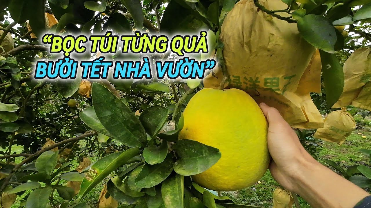Bưởi đẹp – Sạch – Chơi Tết & ăn được📞 0932 248 418