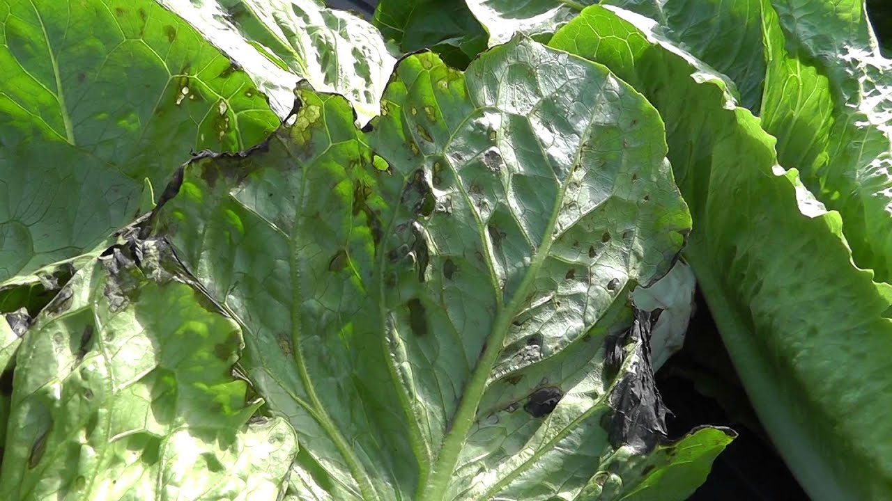 Live from the Fields: Bacterial Leaf Spot. Salinas, CA