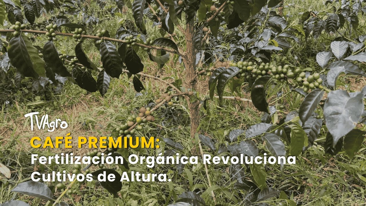 Café Premium: Fertilización Orgánica Revoluciona Cultivos de Altura - TvAgro por Juan Gonzalo Angel
