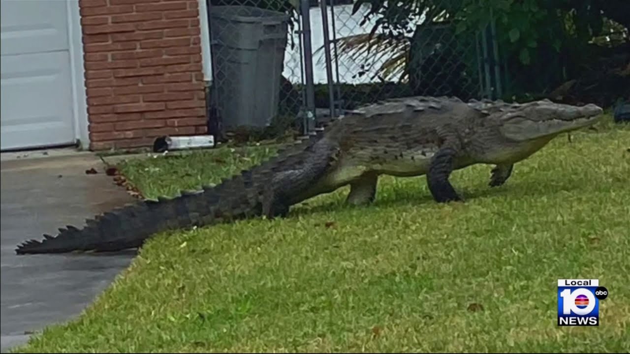 Miami-Dade community concerned over continuing crocodile appearances
