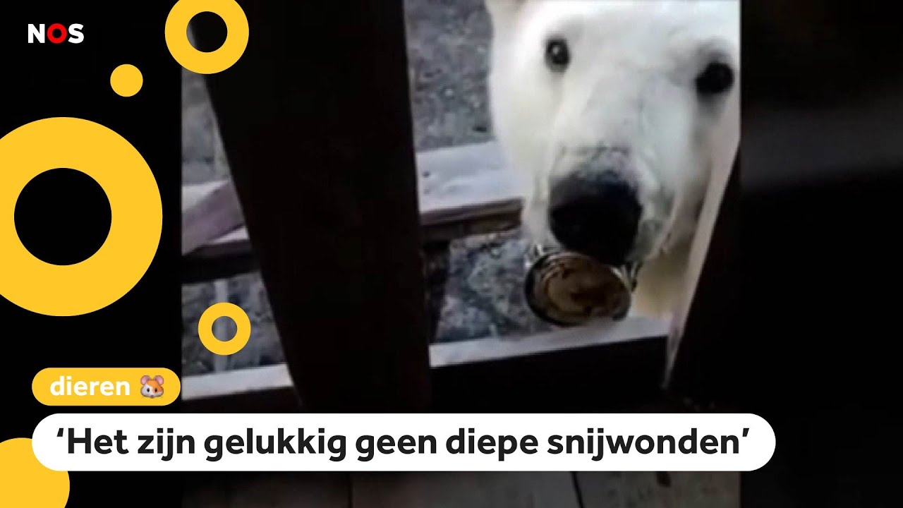 IJsbeer zit met tong vast in blikje (en wordt gered)