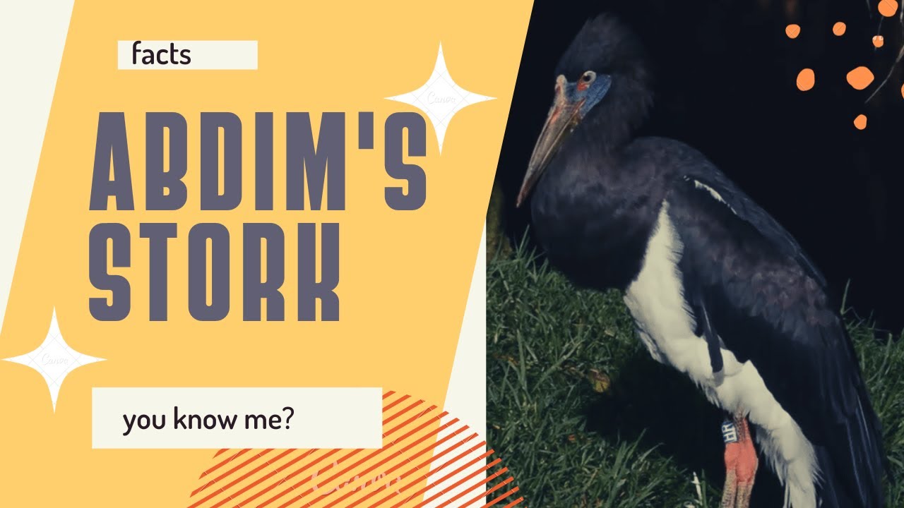 Abdim's stork 🦩 white-bellied stork 🦩