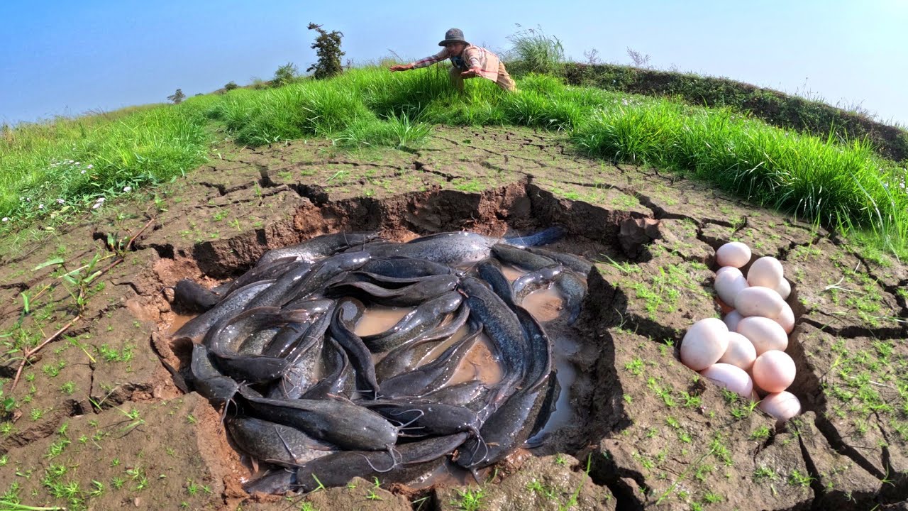 Best Hand Fishing, catch a lot of fish in water and pick duck eggs under the straw