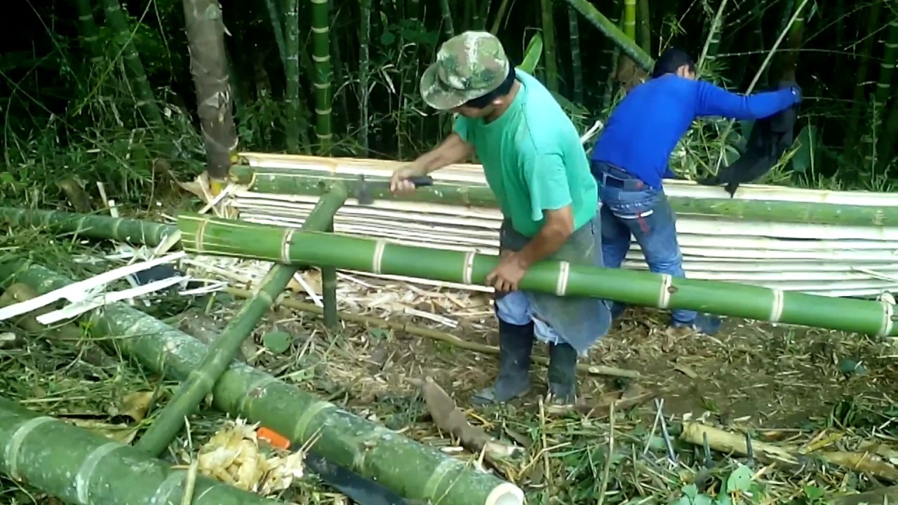 Así se saca la esterilla de bambú Guadua