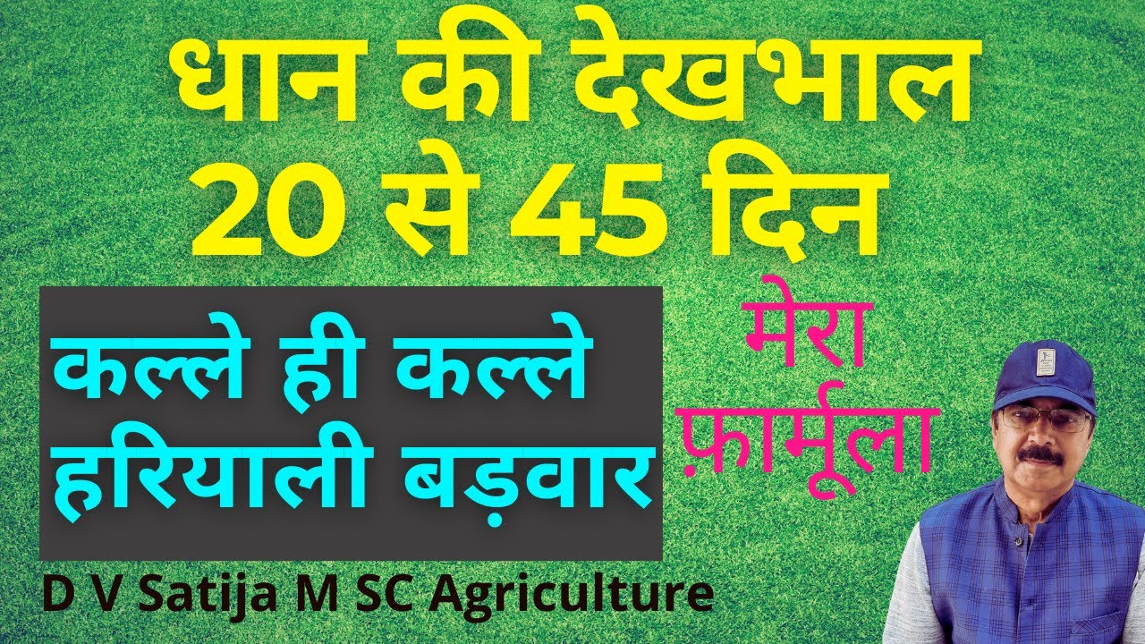 Dhan me urea zinc magnesium ferrous mangnese se bumper production | tillers in paddy |
