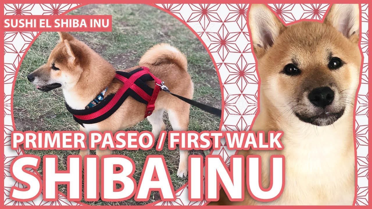 SHIBA INU primer PASEO de mi CACHORRO | SHIBA INU PUPPY'S FIRST WALK -  vlog WITH SUBTITLES