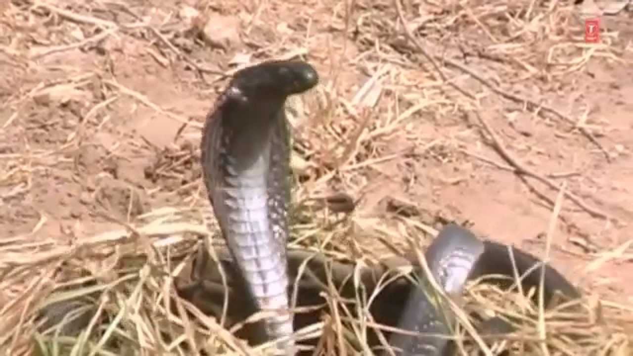 Chela Gorakh Ka Mera Baba Jaharveer Goga Jahar Veer Bhajan [Full Video Song] I Laadla Gorakh Ka