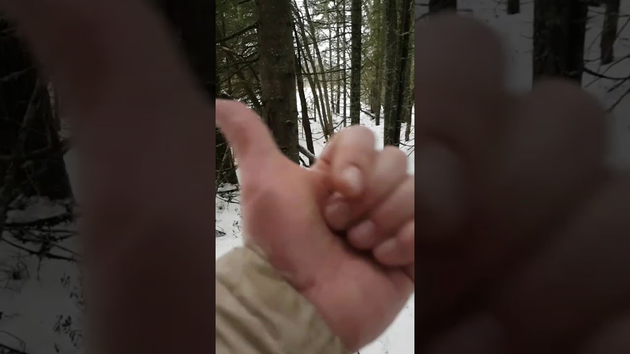 Охота на волка.