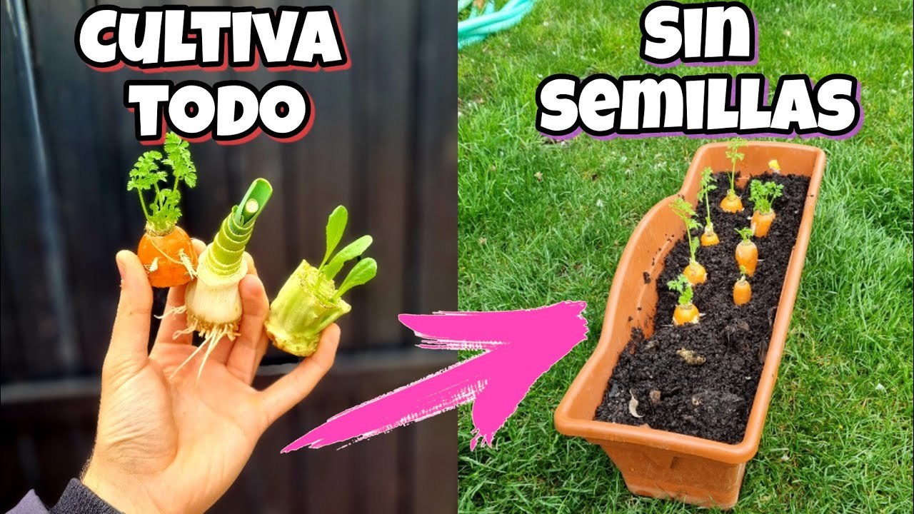 🍅 GERMINA sin SEMILLAS hortalizas y plantas del SUPERMERCADO Y mira ESTO! Huerto urbano y jard&iacute;n