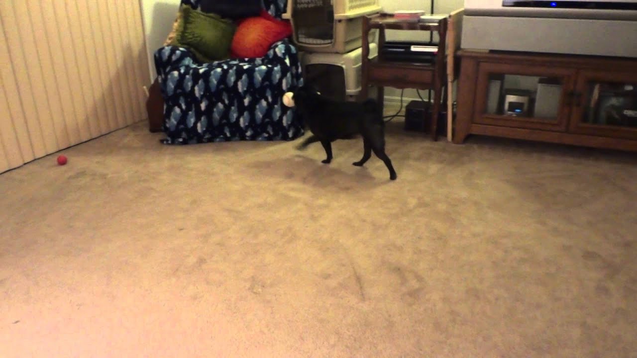 Barking Monkey pug w/ toy in mouth