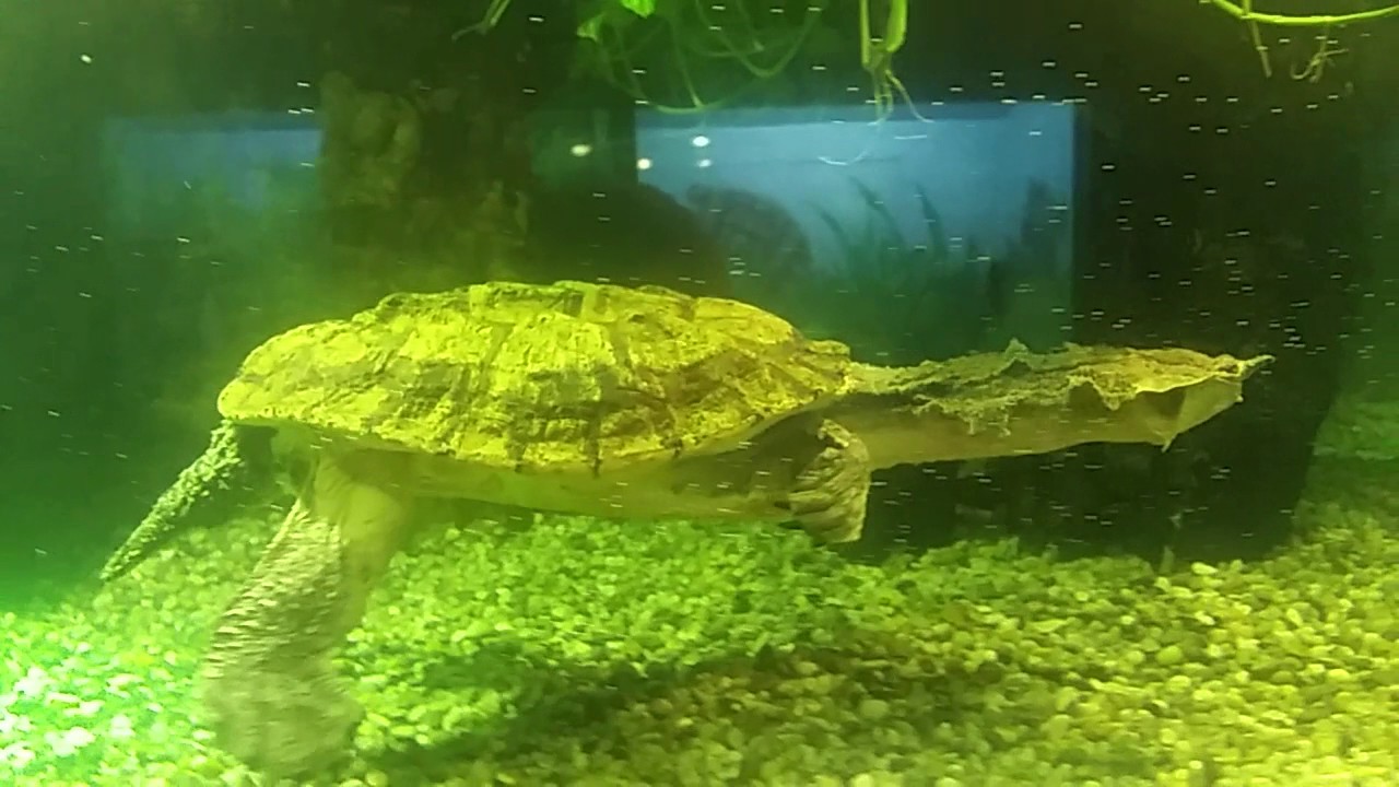 CAPE MAY ZOO, NEW JERSEY-REPTILE HOUSE-TURTLES