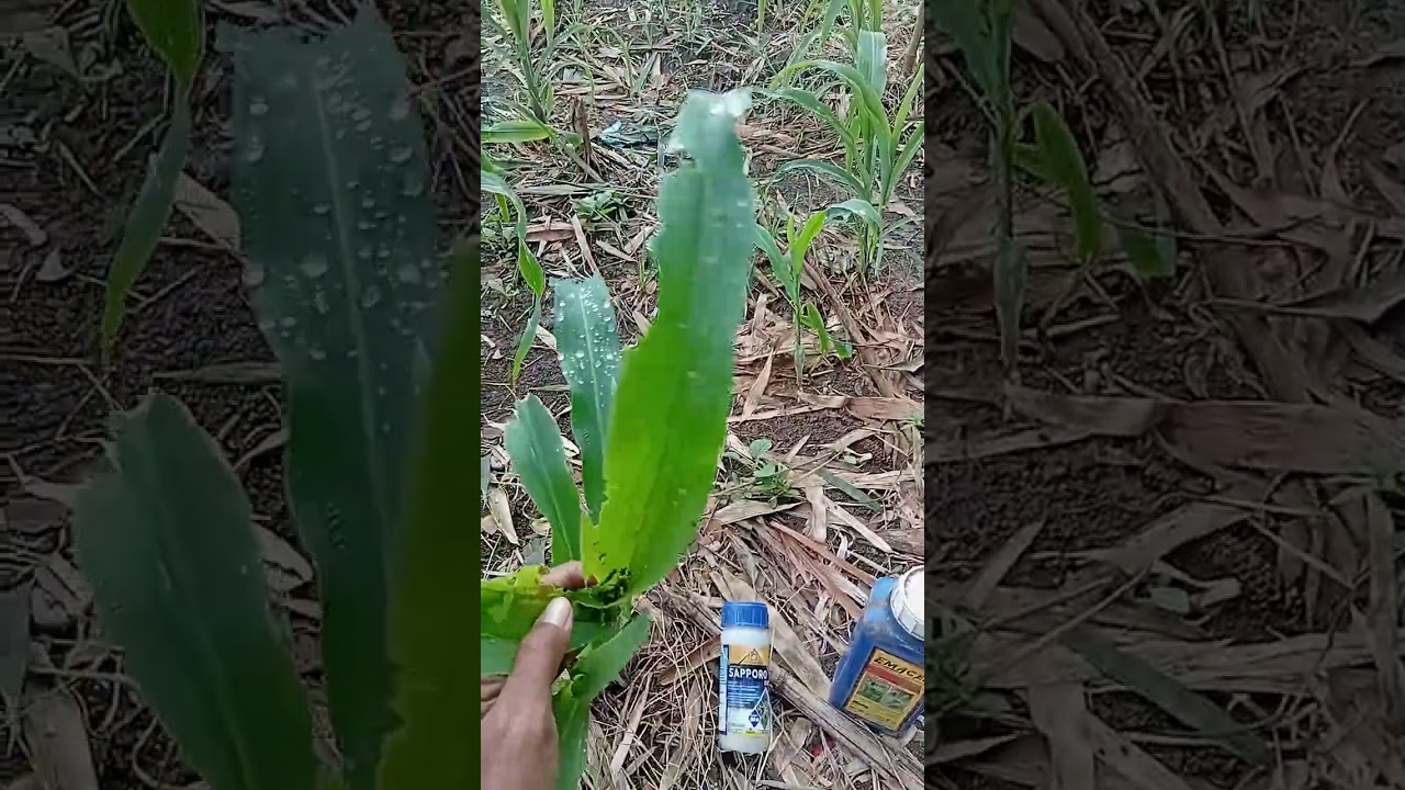 Penyemprotan hama ulat pada tanaman jagung